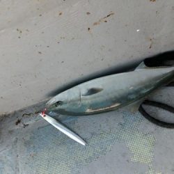 ファイヤードルフィン 釣果