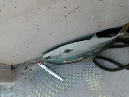 ファイヤードルフィン 釣果