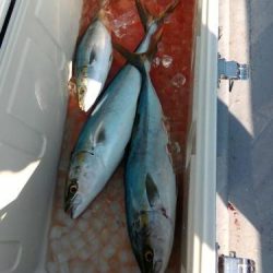 ファイヤードルフィン 釣果