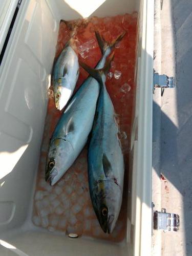 ファイヤードルフィン 釣果