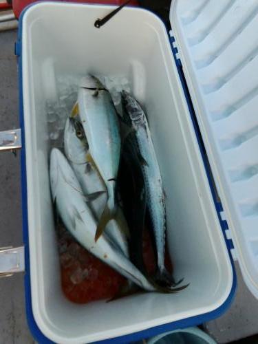 ファイヤードルフィン 釣果