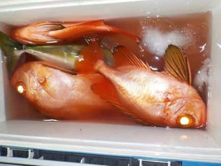 第二むつ漁丸 釣果