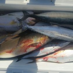 第五慶門丸 釣果