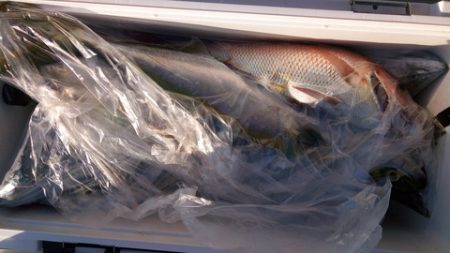 弘福丸 釣果