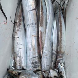 さんさん丸 釣果