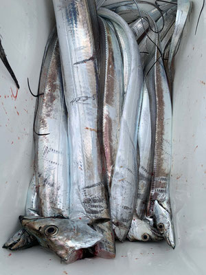 さんさん丸 釣果