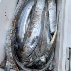 さんさん丸 釣果