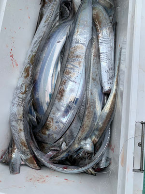 さんさん丸 釣果