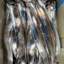 さんさん丸 釣果