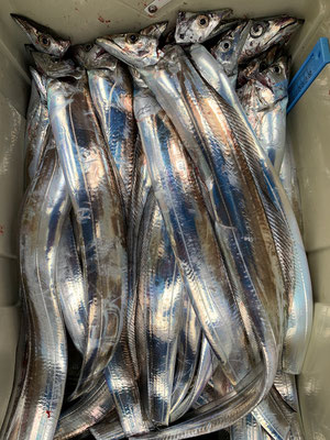 さんさん丸 釣果