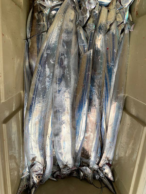 さんさん丸 釣果