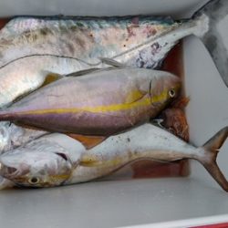 遊漁船 新鋭丸 釣果