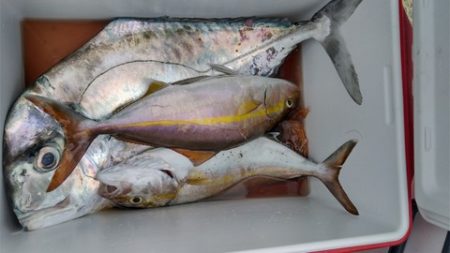 遊漁船 新鋭丸 釣果