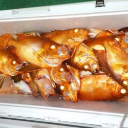 第二むつ漁丸 釣果