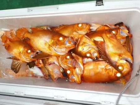 第二むつ漁丸 釣果