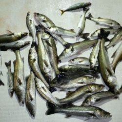 TOPGUN名古屋 釣果