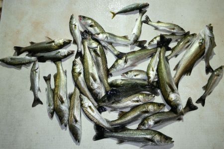 TOPGUN名古屋 釣果