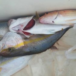 第五慶門丸 釣果