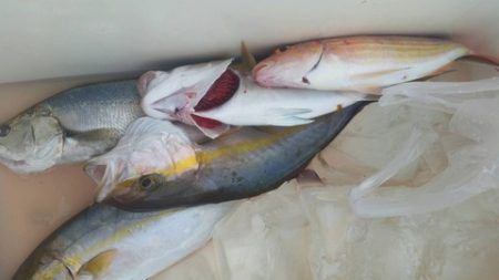 第五慶門丸 釣果