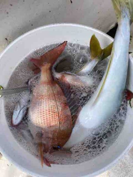 龍宮丸 釣果