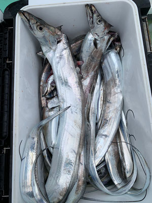 さんさん丸 釣果