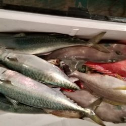 松福丸 釣果