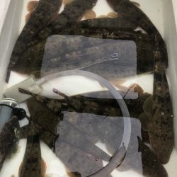 Magic（マジック） 釣果