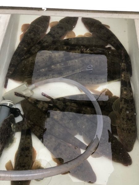 Magic（マジック） 釣果