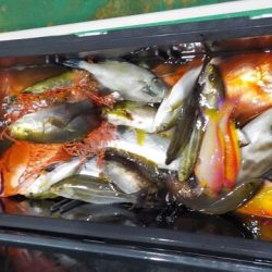 第二むつ漁丸 釣果