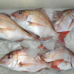 こうゆう丸 釣果