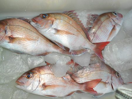 こうゆう丸 釣果