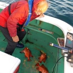 第二むつ漁丸 釣果