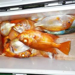 第二むつ漁丸 釣果