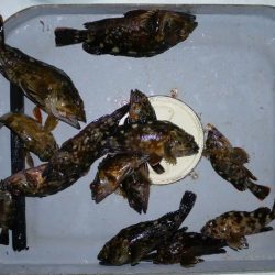 TOPGUN名古屋 釣果