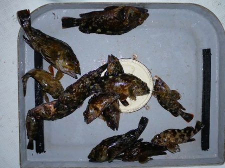 TOPGUN名古屋 釣果