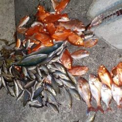 第二むつ漁丸 釣果