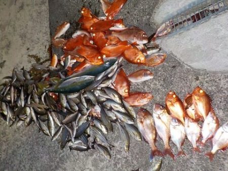 第二むつ漁丸 釣果