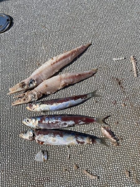 へいみつ丸 釣果