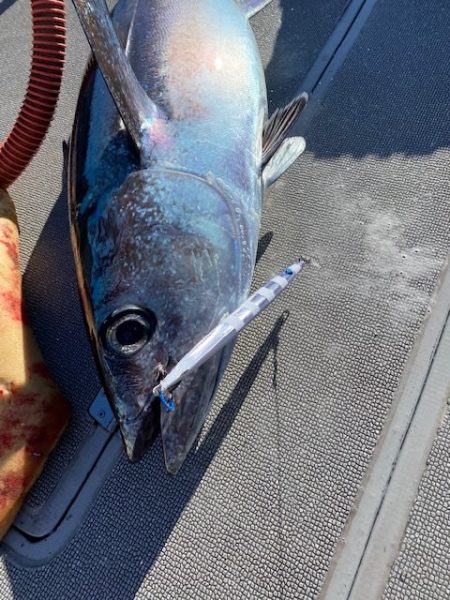 へいみつ丸 釣果