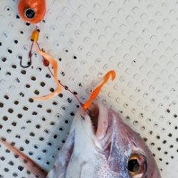 遊漁船 ニライカナイ 釣果