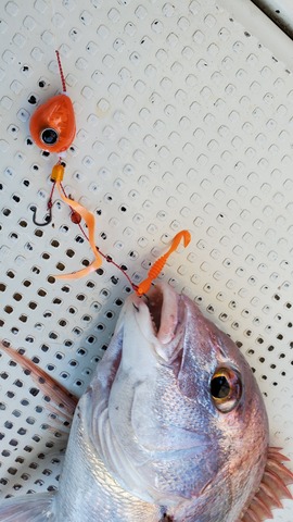 遊漁船 ニライカナイ 釣果