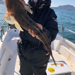 Magic（マジック） 釣果