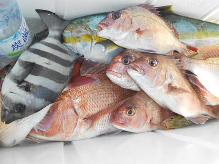 こうゆう丸 釣果