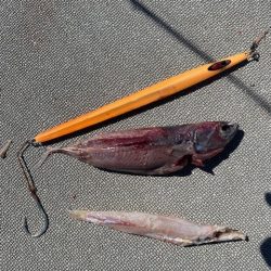 へいみつ丸 釣果