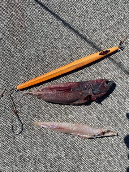 へいみつ丸 釣果