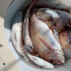 さんさん丸 釣果