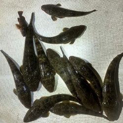 TOPGUN名古屋 釣果