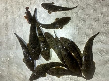 TOPGUN名古屋 釣果