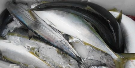 こうゆう丸 釣果