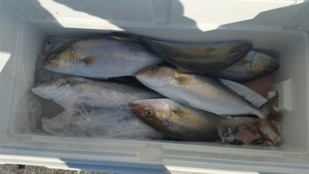 第五慶門丸 釣果